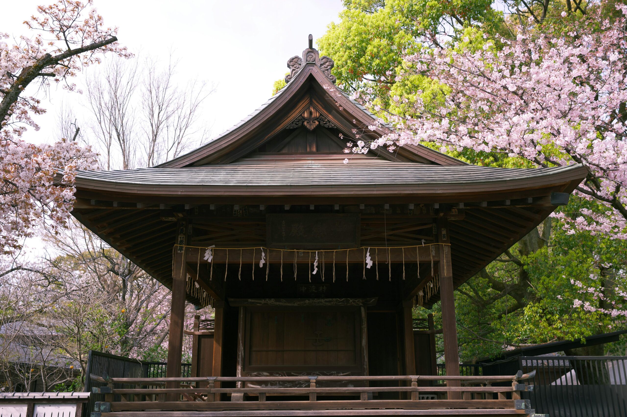 A serene view of a traditional Japanese shrine surrounded by blooming cherry blossoms in Taito City, Tokyo.